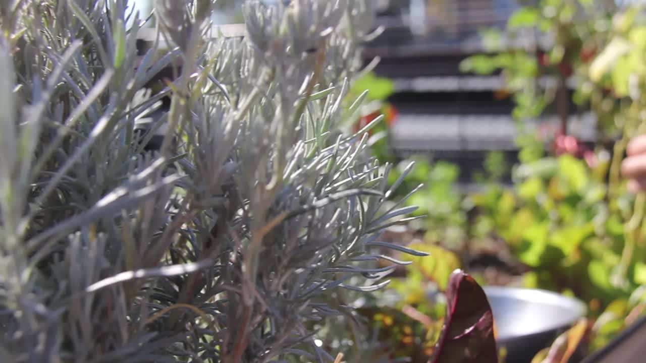 화창한 날 그릇에 신선한 야채와 식물을 수집하는 사람의 추적 샷