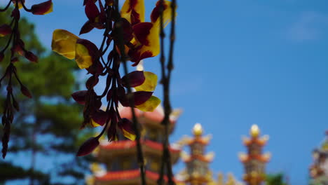 focus on golden shower flower swaying in wind and buddhist temple giacnguyen on background defocused