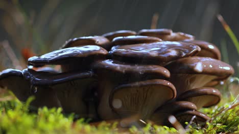 Pleurotus-Mushroom-In-a-Sunny-forest-in-the-rain.