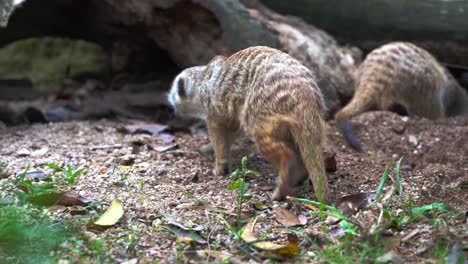 dos meerkat, suricata suricatta cavando constantemente en los suelos del suelo con sus garras delanteras, olfateando, buscando y buscando insectos, primer plano de movimiento manual