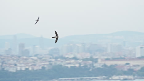 a bird soars gracefully in the sky with a distant tower visible in the background