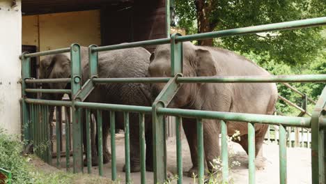 two elephants in the zoological garden park