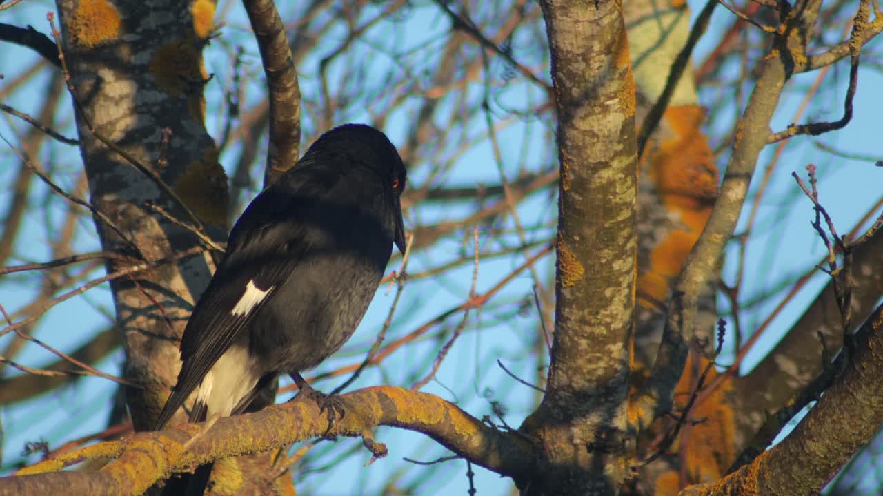 pied currawong encaramado en un árbol sin hojas mirando a su alrededor durante el día hora de oro australia gippsland victoria maffra de cerca