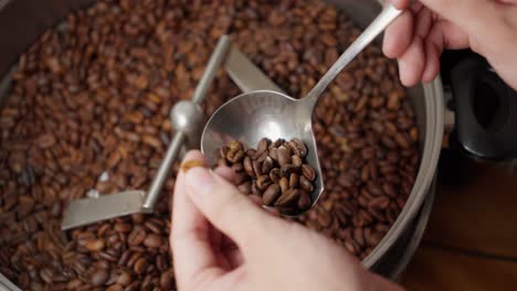 stirring freshly roasted coffee beans in a cooling container, using a spoon to check their roast level