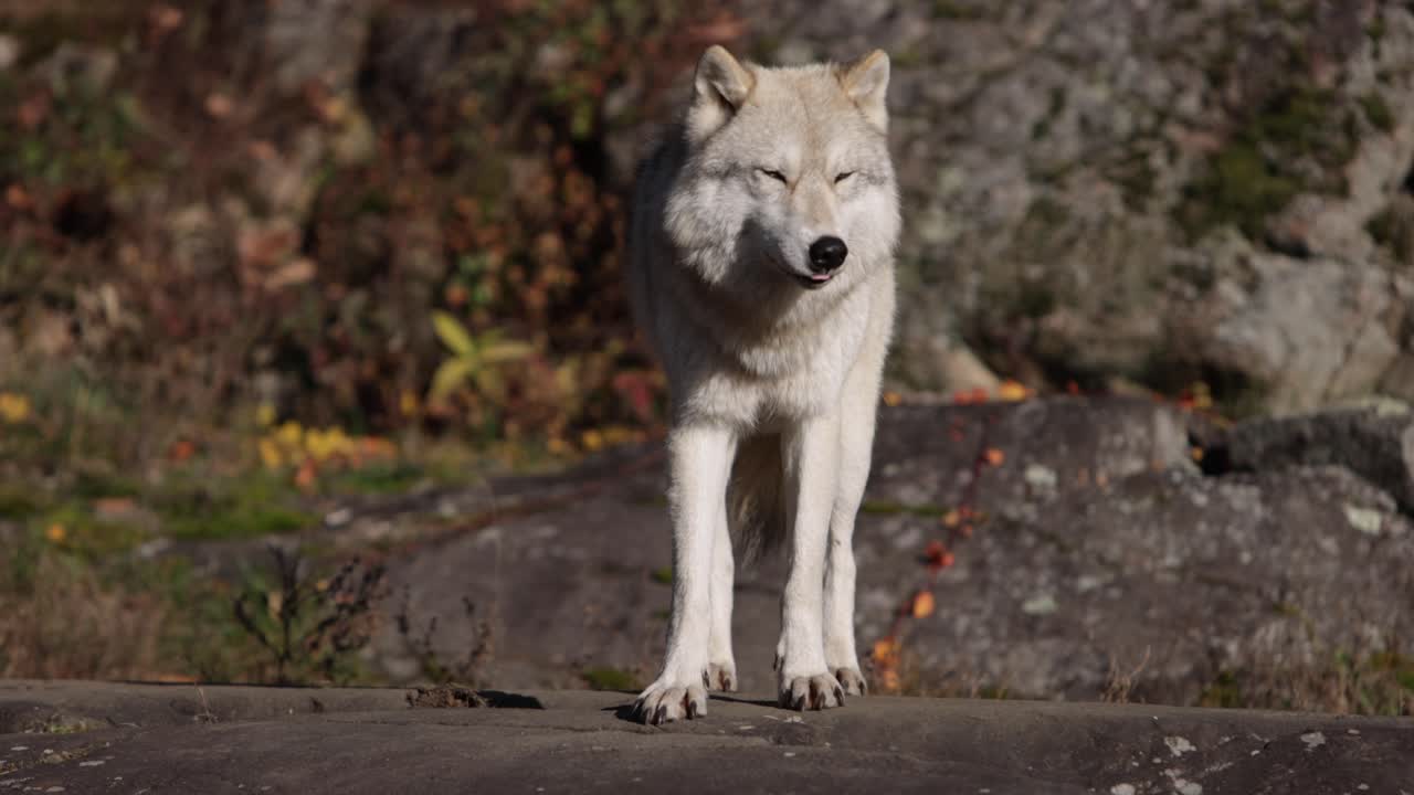arctic wolf closeup looking around and licking lips rolling camera move