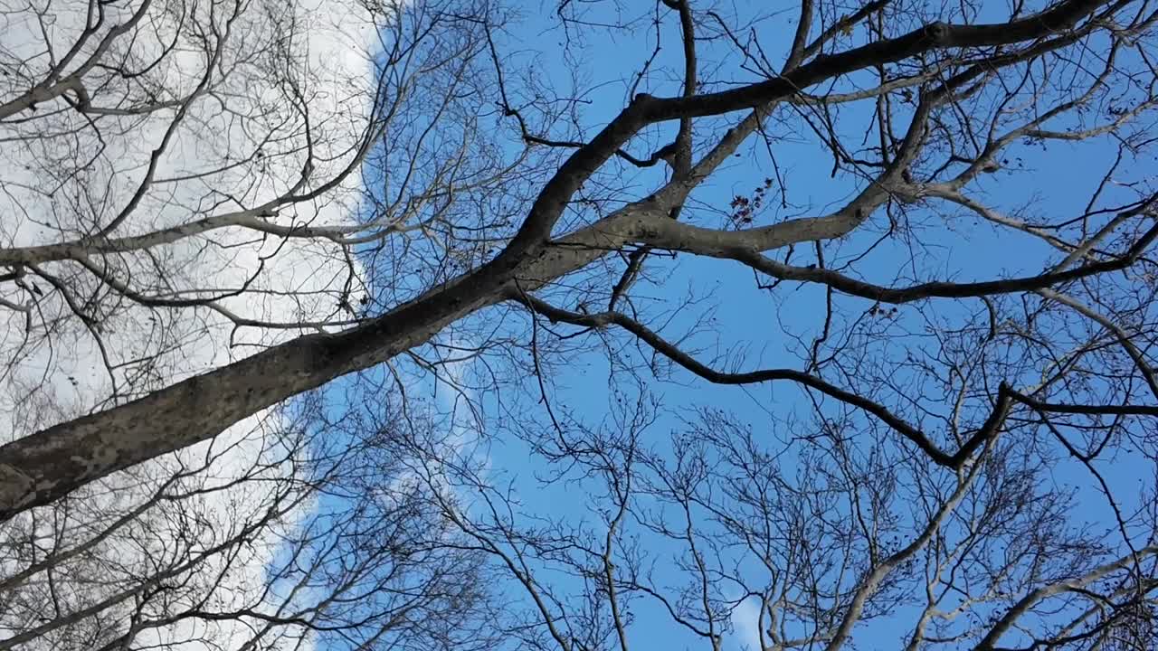 Bare Trees Against a Cloudy Blue Sky