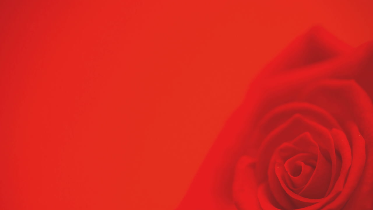 animación de una sola rosa roja en movimiento, con espacio de copia en fondo rojo