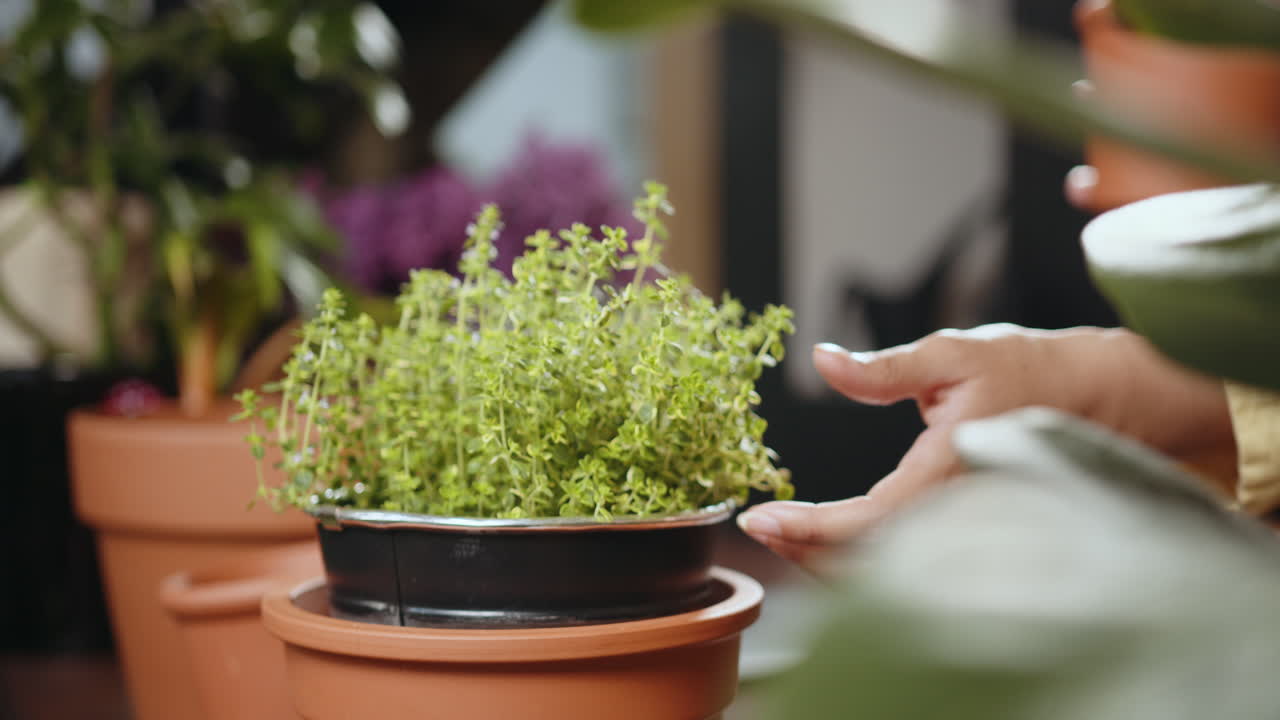 manejo cuidadoso de una planta de tomillo