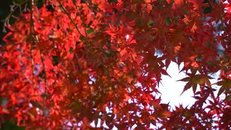 美しい深紅のイロハモミジの葉が風にゆっくりと揺れる - 接写