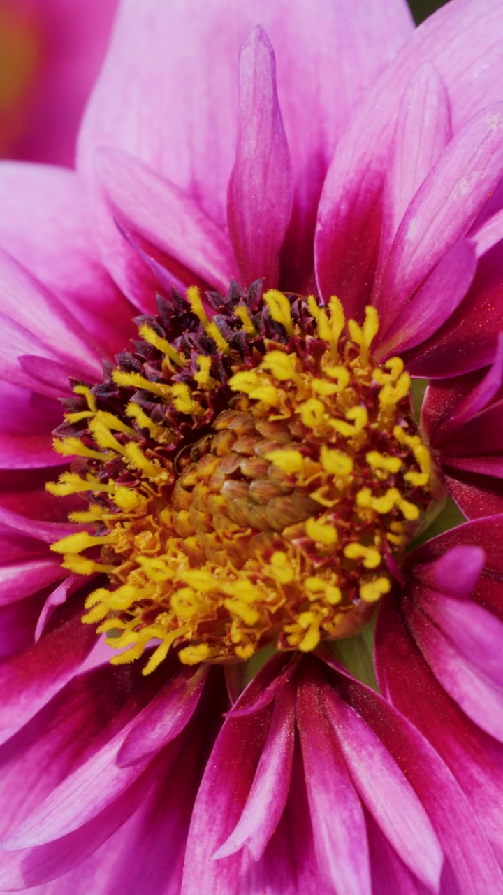 Video macro che ruota attorno al centro di un vivace fiore di dalia rosa, rivelando intricati flosculi gialli a disco.