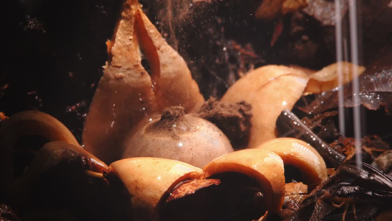 Closeup Rounded Earthstar fungus ejects spores as water droplets fall in Peru’s Amazon rainforest.