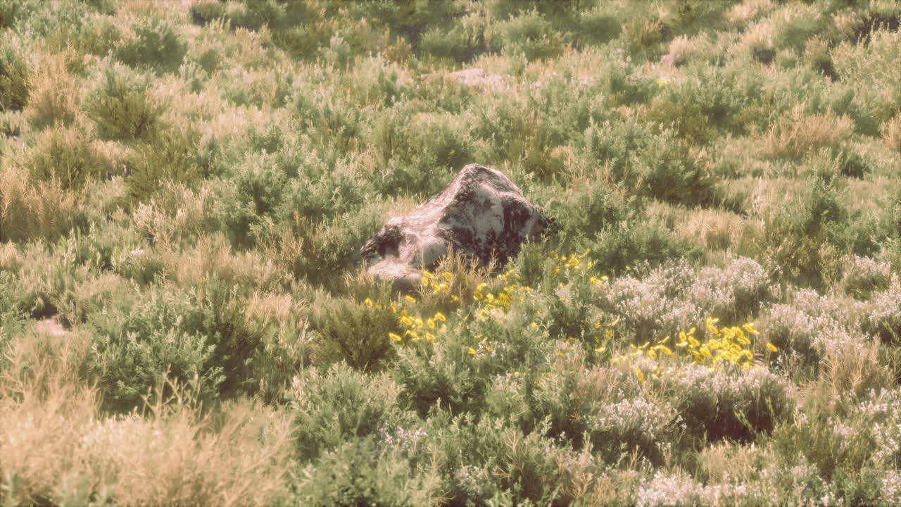 primavera soleada brillante prado de las tierras altas con piedras de hierba verde