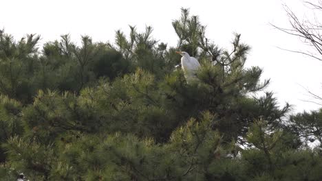 Gran-Perca-De-Pájaro-Garza-Blanca-En-Pino-Con-Follaje-Verde