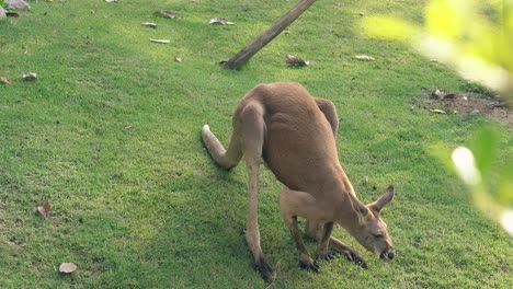 comical kangaroo crawls and looks for food in green grass