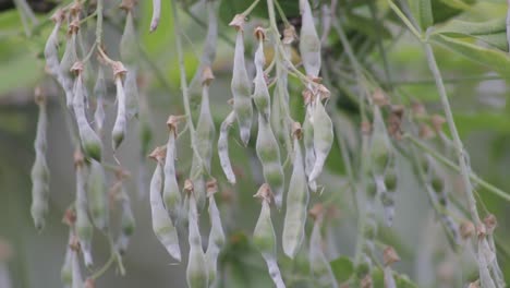 Close-up-of-the-highly-poisonous-seed-pods-of-the-common-Laburnum-tree,-hanging-from-a-branch-in-a-garden-in-the-United-Kingdom