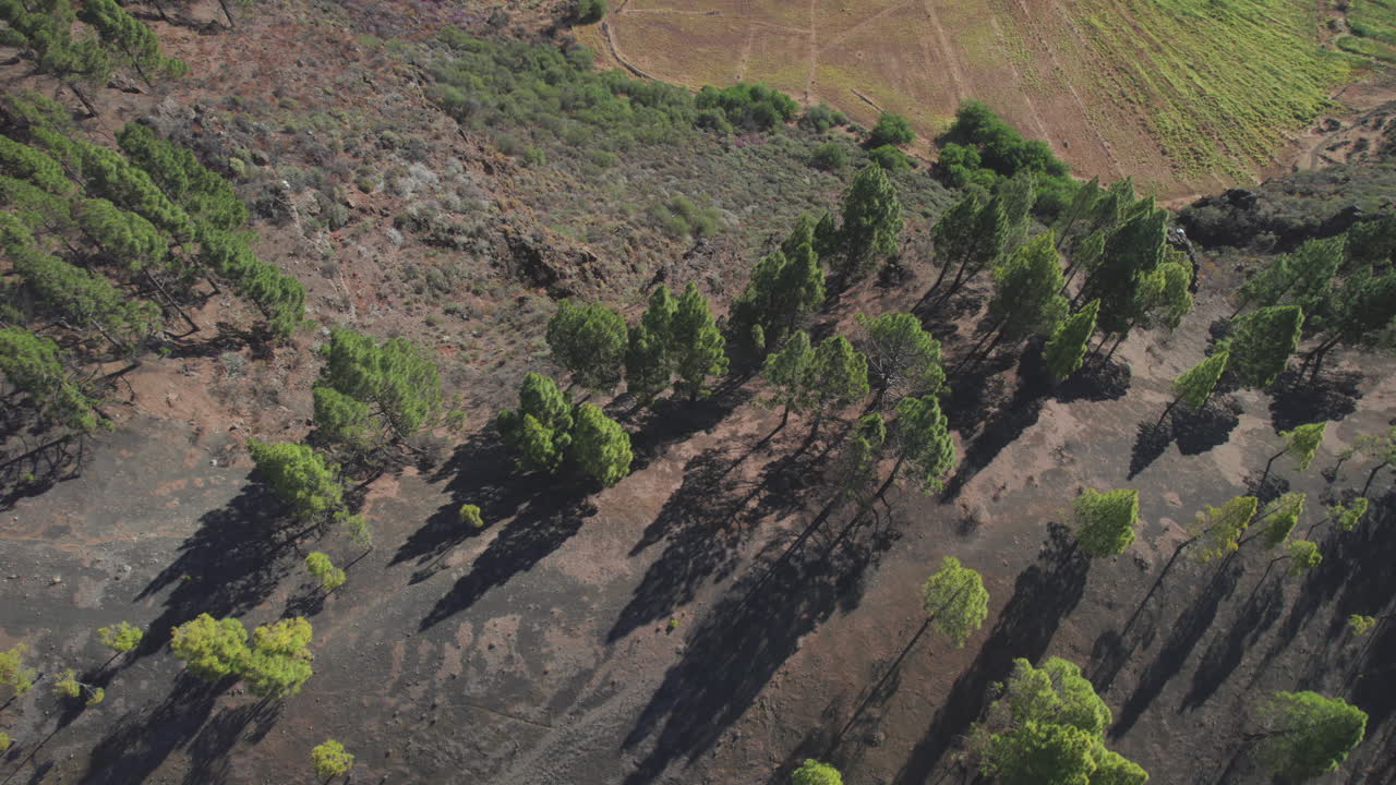 caldera de los marteles desde el aire: recorriendo un bosque de pinos canarios y revelando la hermosa caldera