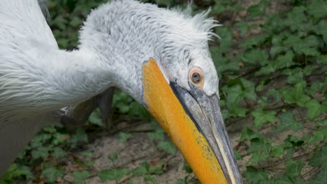 closeup of large pelican scratching head with paw