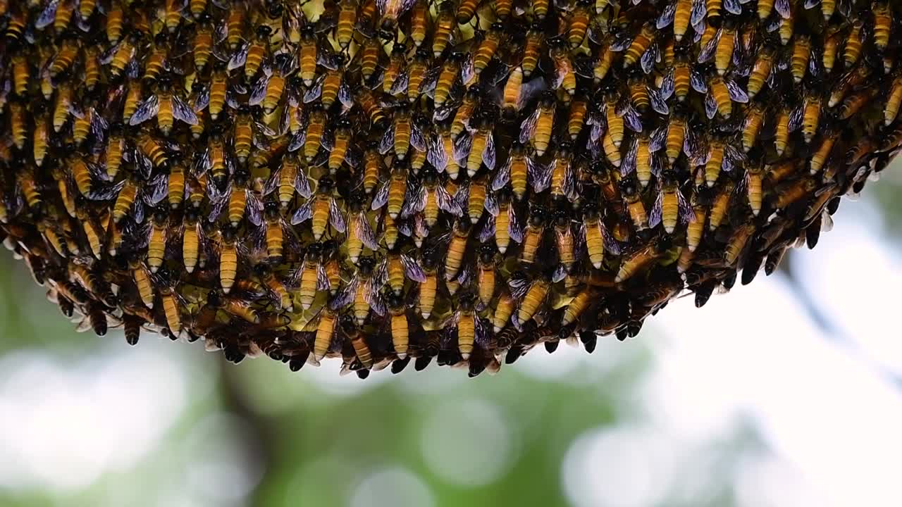 거대 꿀벌은 먹이로 꿀을 저장하기 위해 밀랍으로 만든 대칭 주머니가 있는 큰 둥지 군집을 만드는 것으로 알려져 있습니다.