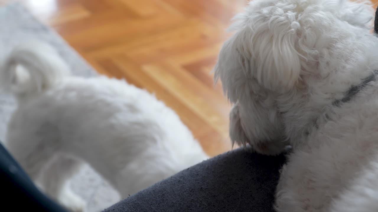 Two white Maltese dogs engage in a gentle and affectionate moment on a cozy indoor floor with wooden and fabric textures, highlighting their soft fur and friendly interaction