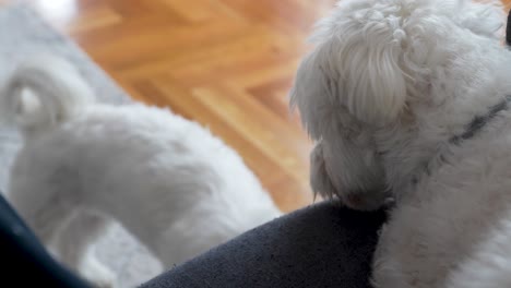 two white maltese dogs engage in a gentle and affectionate moment on a cozy indoor floor with wooden and fabric textures, highlighting their soft fur and friendly interaction