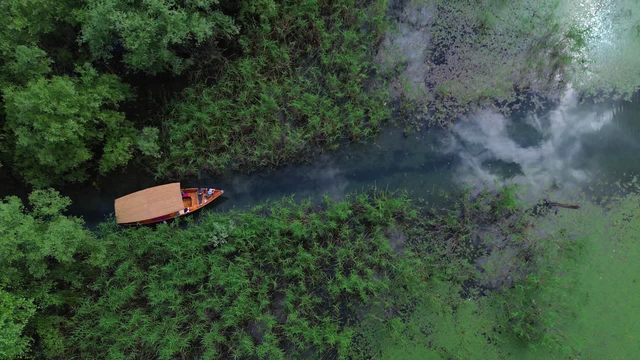 Boat tour on Lake Skadar, willow trees and lush swamp vegetation landscape, Drone