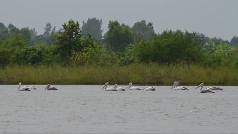 all moving to the left in unison, spot-billed pelican pelecanus philippensis, thailand