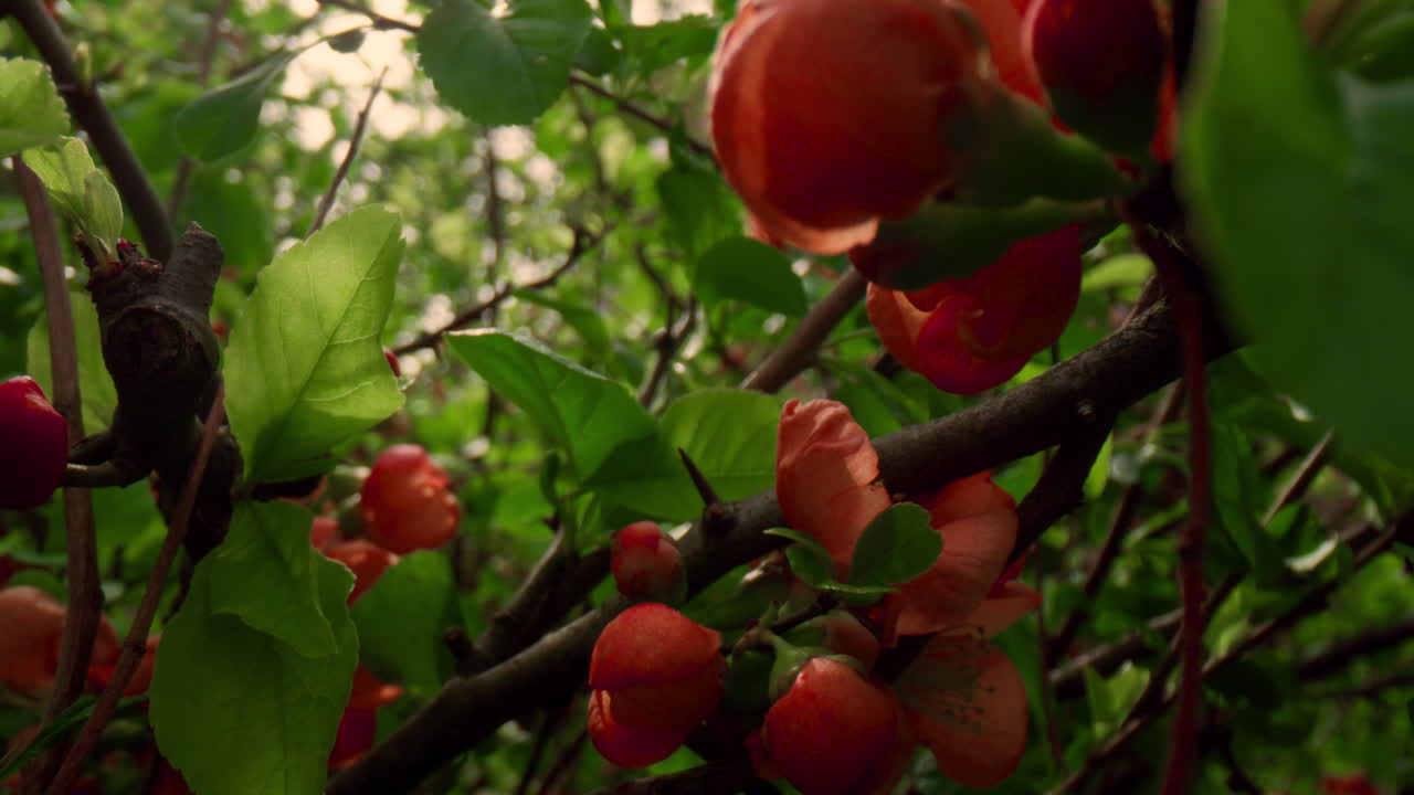 생생한 초록색 잎 사이에서 꽃을 피우는 나무.  ⁇ 은 꽃과 함께 자연 배경.