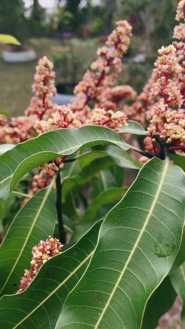 las flores de los mangos