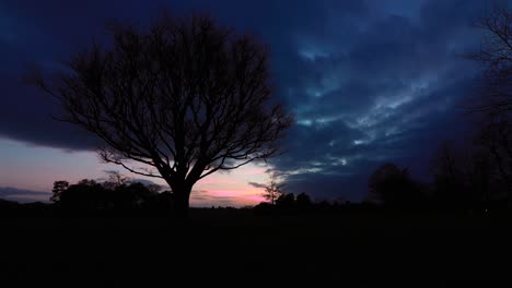 Timelapse-De-La-Puesta-De-Sol-Con-El-árbol-En-Primer-Plano