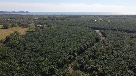 Coastal-palm-tree-forest-in-Puntarenas,-Costa-Rica-on-a-bright,-sunny-day