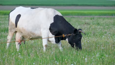calf and a cow in nature beautiful white and black calf grazing grass next to the brown cow calf and a cow in nature beautiful white and black calf grazing grass next to the brown cow on pasture in summer