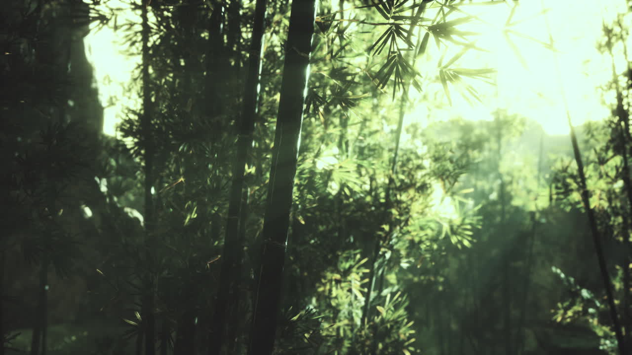 hojas de bambú verdes en una niebla ligera