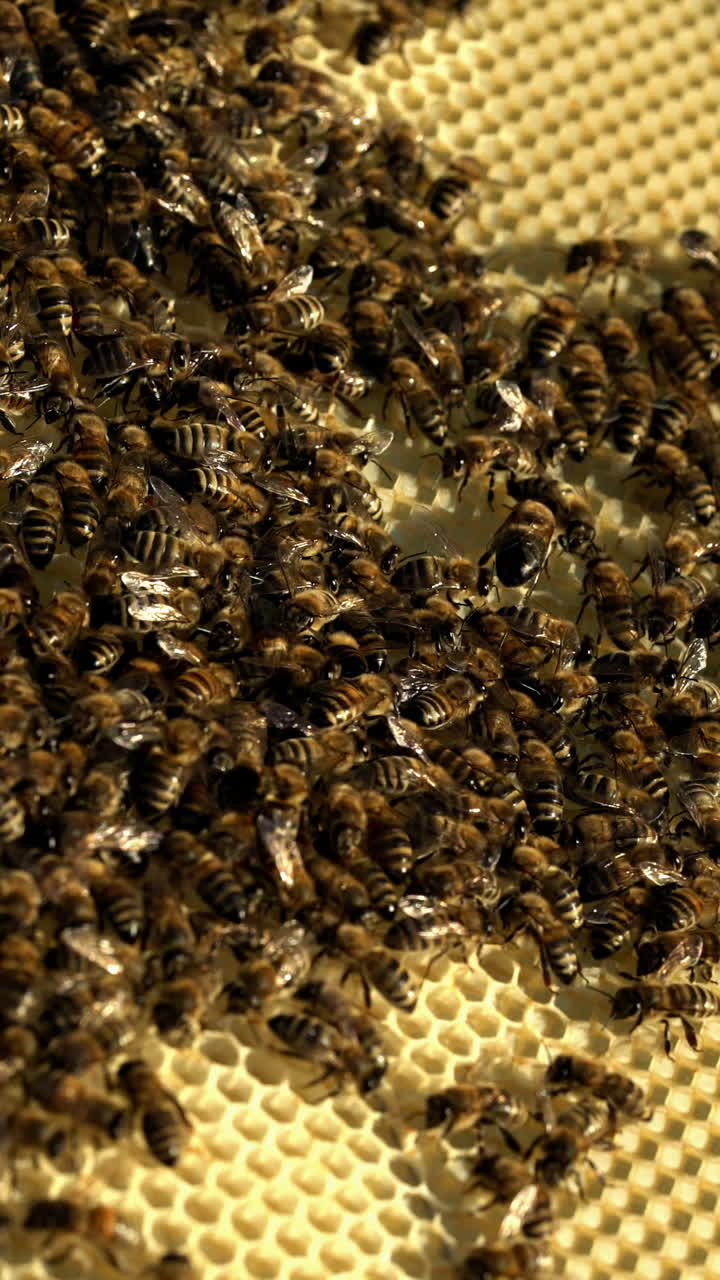 Frames of a bee hive. Bee honeycombs with honey and bees. Apiculture concept Vertical video