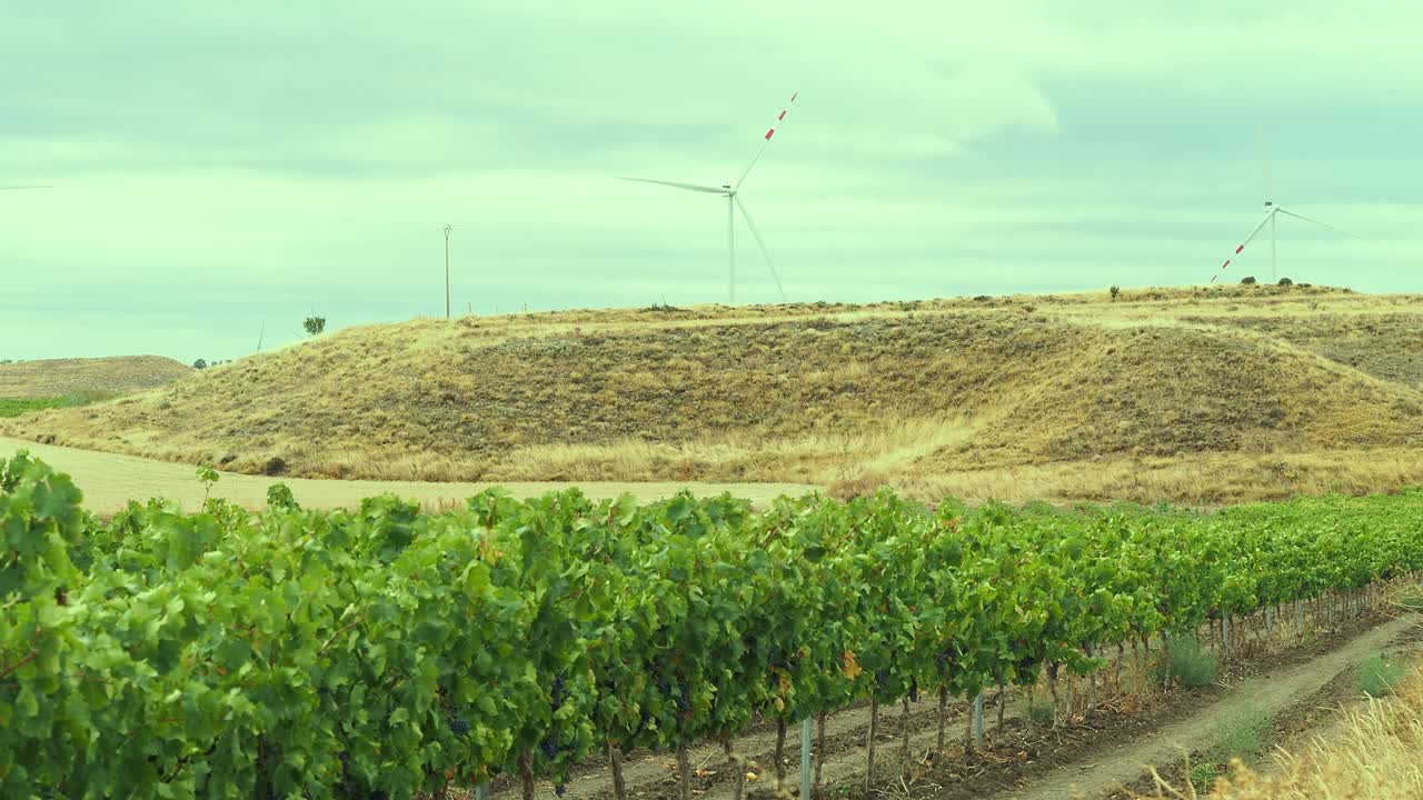 Wind turbines turning in the breeze behind rows of grapevines