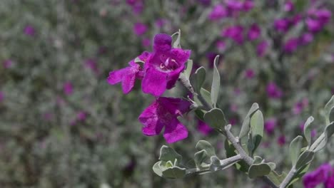 Nahaufnahme-Eines-Zweiges-Von-Lila-Texasischer-Salbeiblüte-Mit-Silberblatt,-Leucophyllum-Frutescens,-Der-Sich-Während-Der-Sommersaison-Im-Wind-Mit-Verschwommenem,-Blühendem-Barometer-Busch-Hintergrund-Wiegt