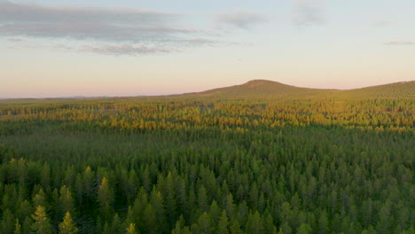 Bosque-Interminable-De-Abetos-En-Suecia-Con-El-Resplandor-De-La-Hora-Dorada-Del-Sol-De-Medianoche,-Antena