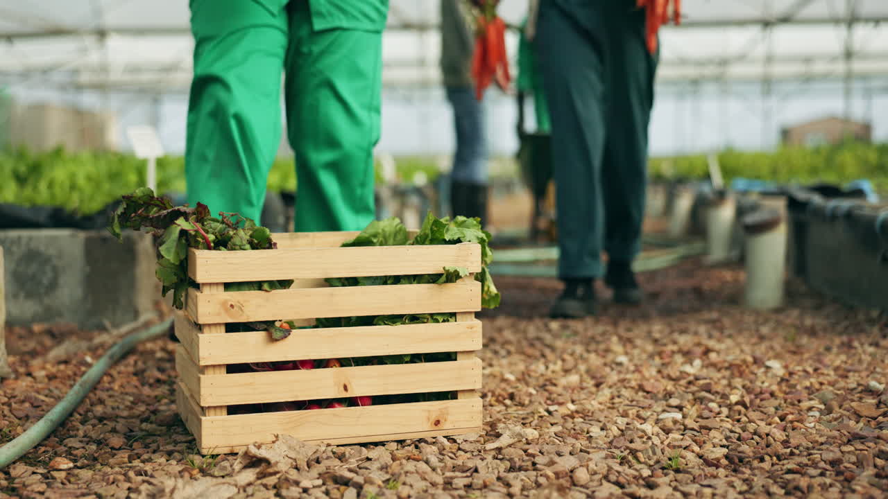 manos de los agricultores, trabajo en equipo y caja de verduras