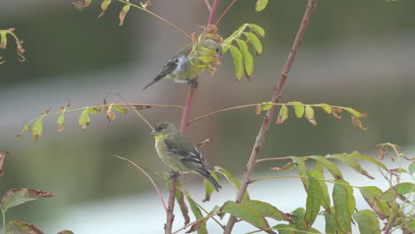 tres papamoscas de vientre amarillo encaramados en una rama de árbol en busca de insectos voladores