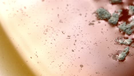 watch mold grow inside a diet coke can, captured in a close-up view.