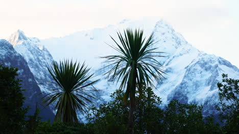 Hojas-De-Col-En-Un-Día-Ventoso-Con-Montañas-Nevadas-En-El-Fondo-En-Milford-Sound-Village,-Nueva-Zelanda