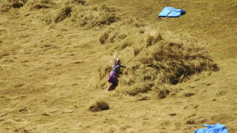 Traditionally-wheat-harvest,-Woman-is-gathering-mowed-wheat-using-sickle-to-make-sheaf-and-to-tie-it-with-rope