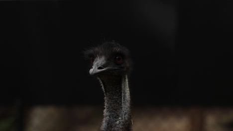 an emu tilts and turns its head curiously.