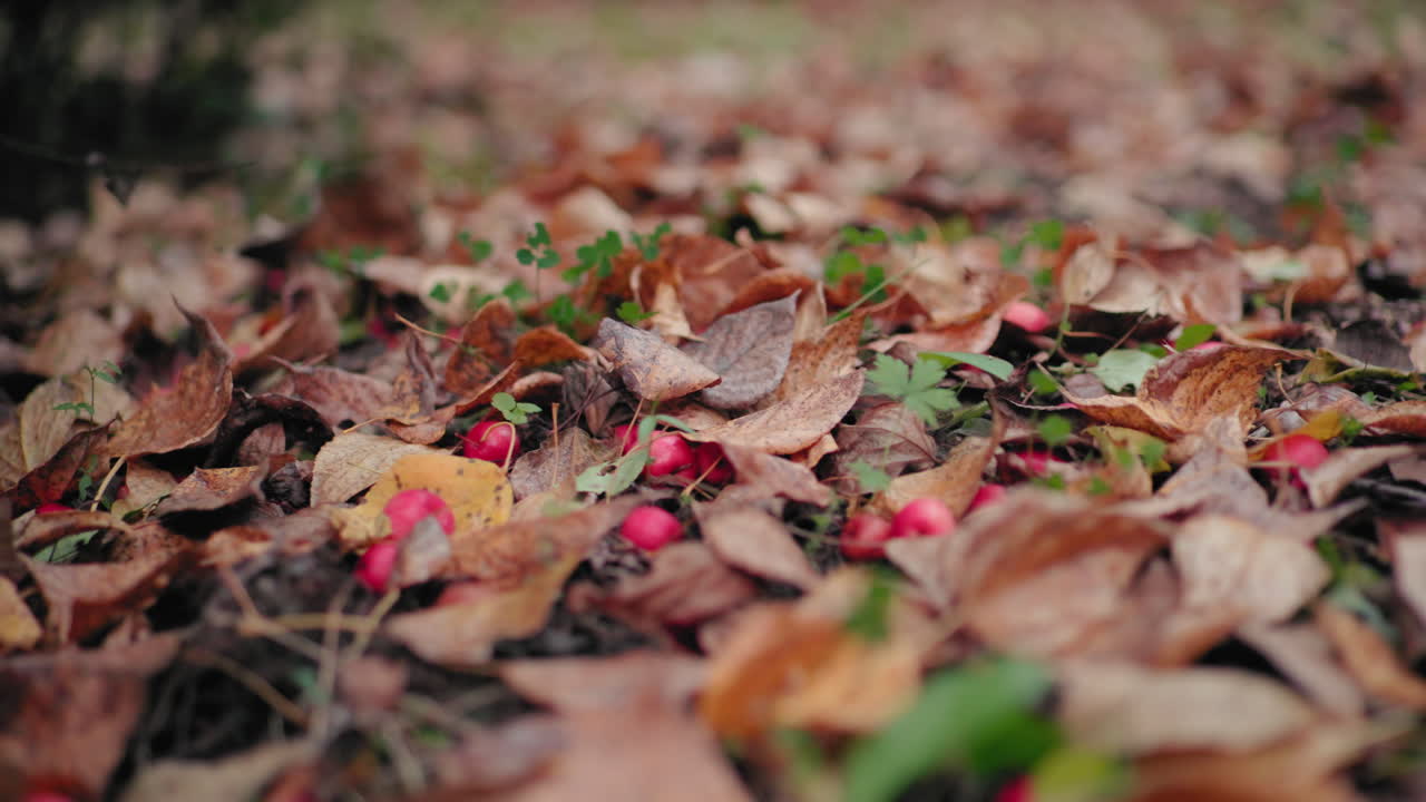 Fallen yellow dry leaves with scattered red fruits covering forest ground, shallow focus scene of autumn decay and woodland floor detail, muted colors, natural texture, tranquil seasonal mood