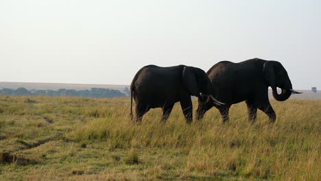 silhouetted elephants walking together during golden hour