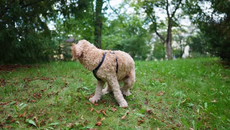 Perro-Goldendoodle-Sentado-En-La-Hierba-Verde-Y-Da-La-Vuelta-En-Cámara-Lenta