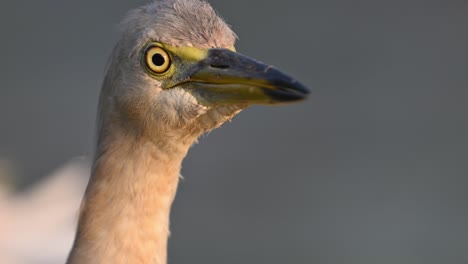 extreme closeup of indian pond heron in sunrise