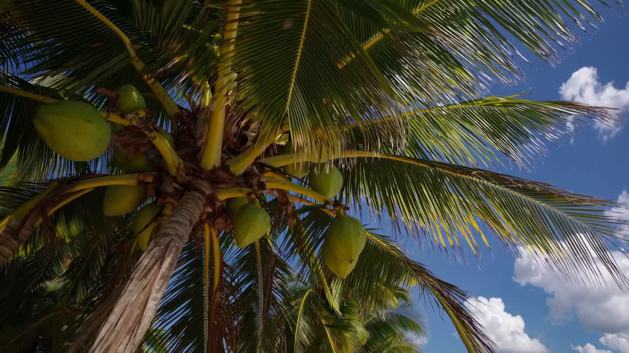 Tropical beach video scene with a low-angle view of lush palm trees, capturing the serene coastline