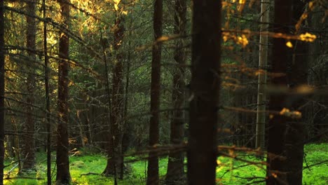 Stimmungsvoller-Abend-Im-Wald