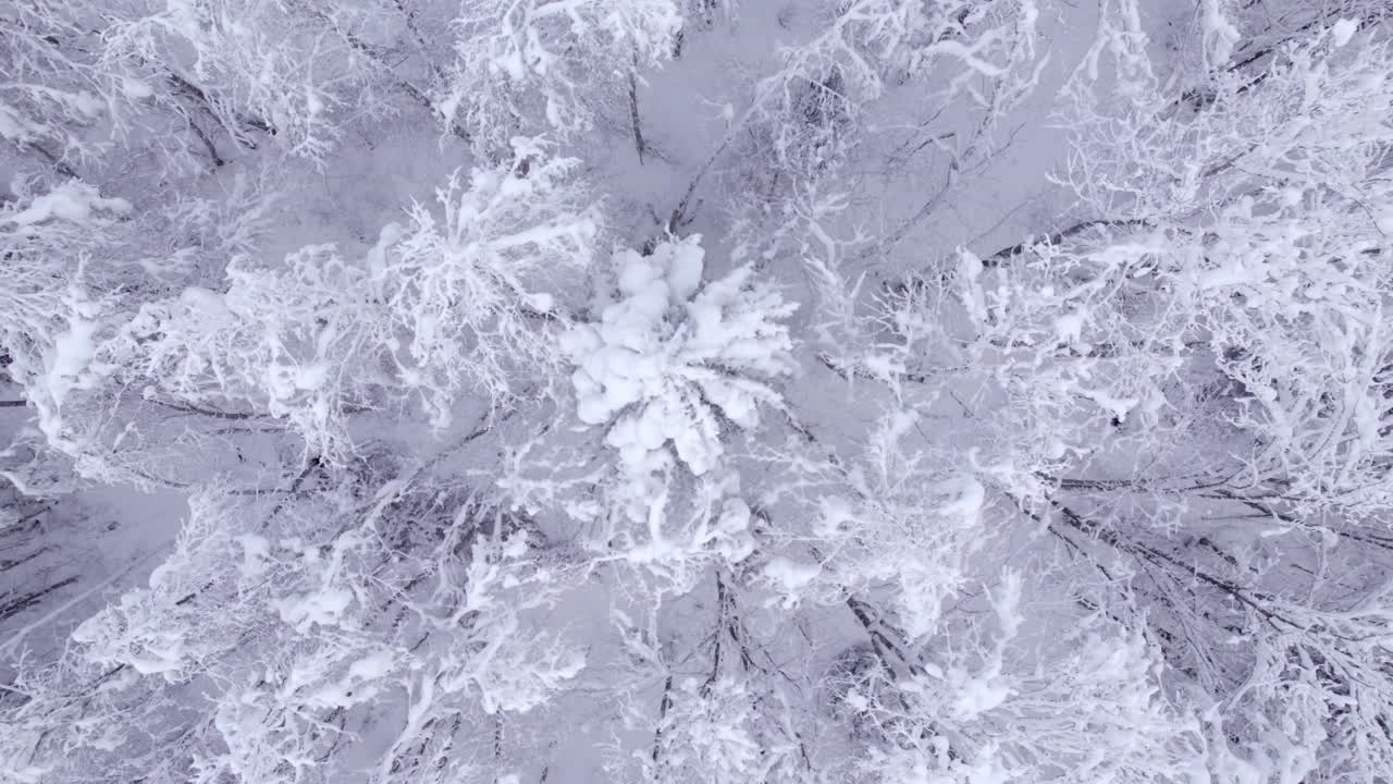 dolly lateralmente da destra a sinistra con vista dall'alto verso il basso della mistica foresta di montagna