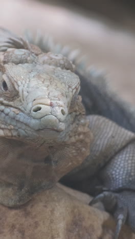 iguana close-up